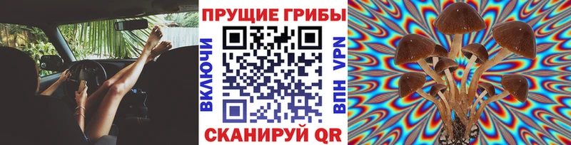 Купить закладки  Кириши  Галлюциногенные грибы прущие грибы 